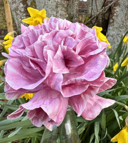 Beginner Wafer Paper Flower Tutorial – Bite Sized