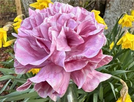 How to Make a Wafer Paper Peony: Beginner Wafer Paper Flower Tutorial