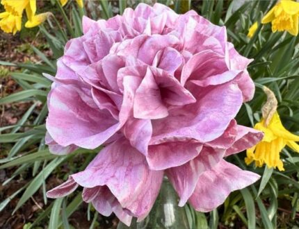 Beginner Wafer Paper Flower Tutorial