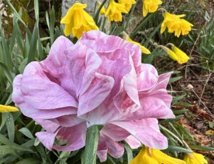 Beginner Wafer Paper Flower Tutorial