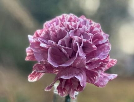 Beginner Wafer Paper Flower Tutorial