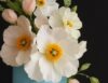 Icelandic Wafer Paper Poppy Tutorial by Anna | Florea Cakes